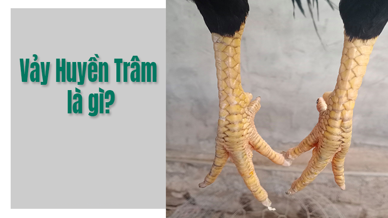 Vảy gà huyền trâm là gì và tốt hay xấu?